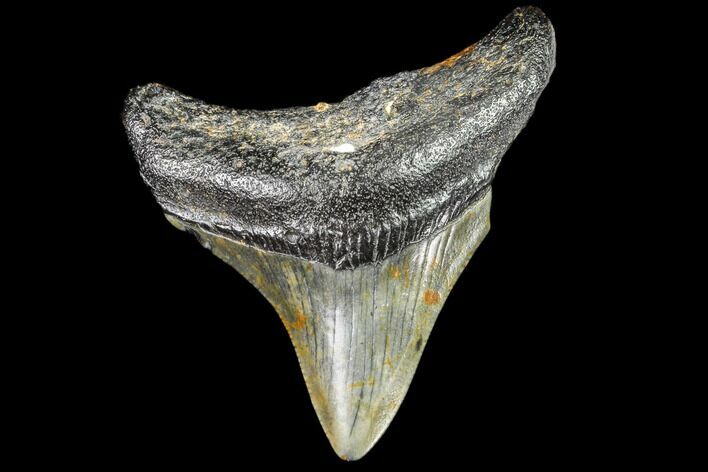 Juvenile Megalodon Tooth - Georgia #111622